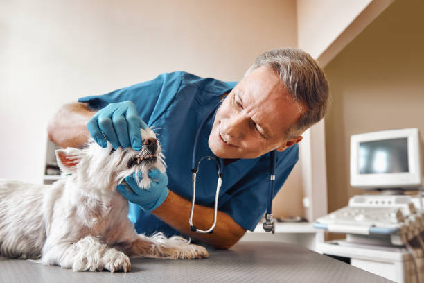 Best Pediatric Emergency Dentist in Mclendon Chisholm, TX